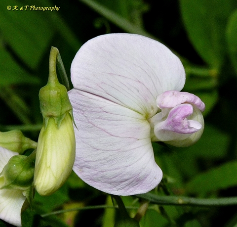 {Lathyrus latifolius}